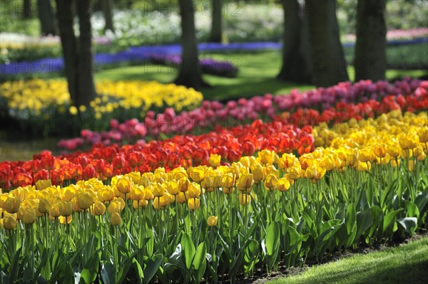 Colourful tulips