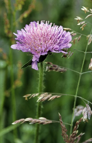 Field scabious