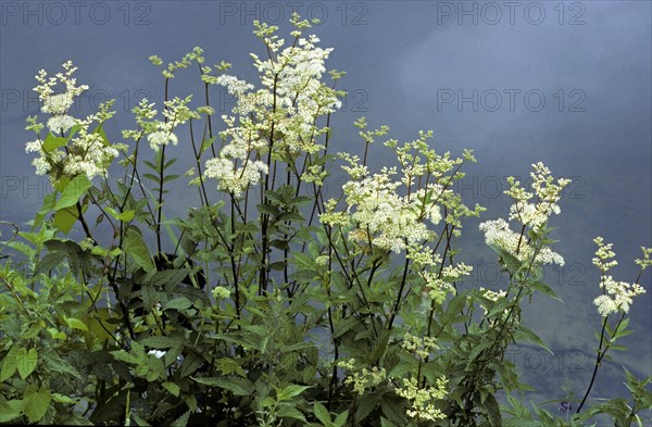 Meadowsweet