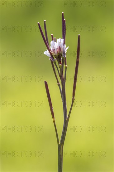 Hairy bittercress