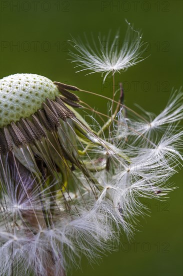 Common dandelion