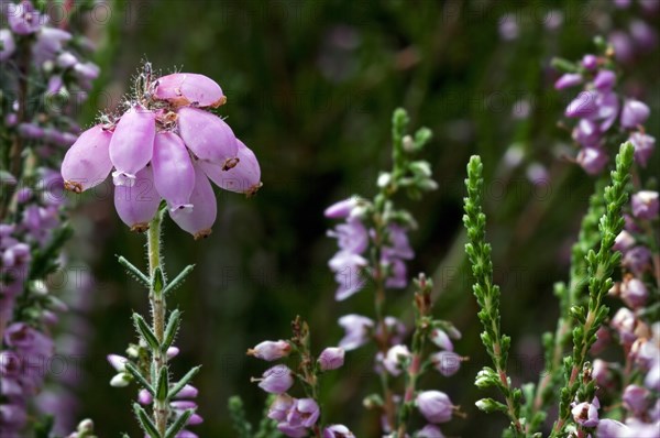 Cross leaved heath