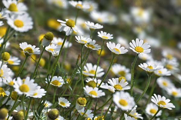 Wild chamomile