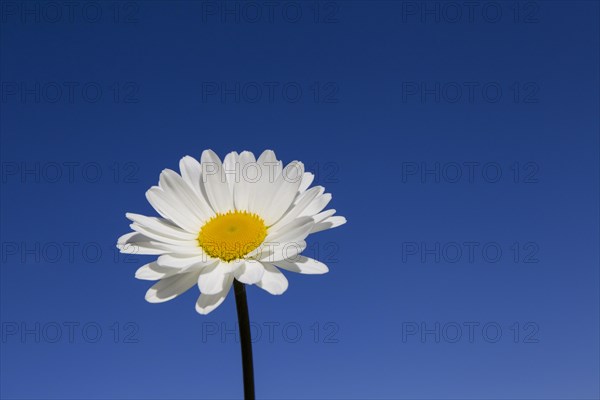 Ox-eye daisy