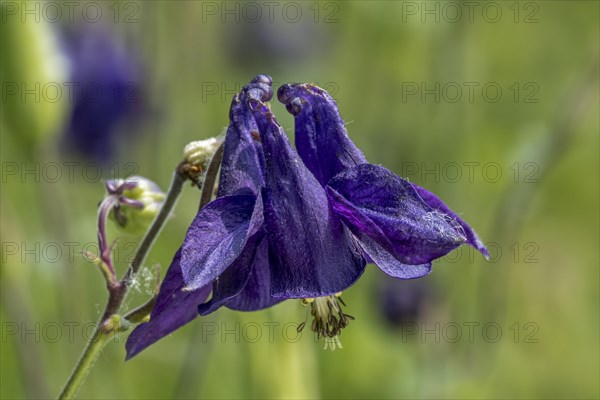 European columbine