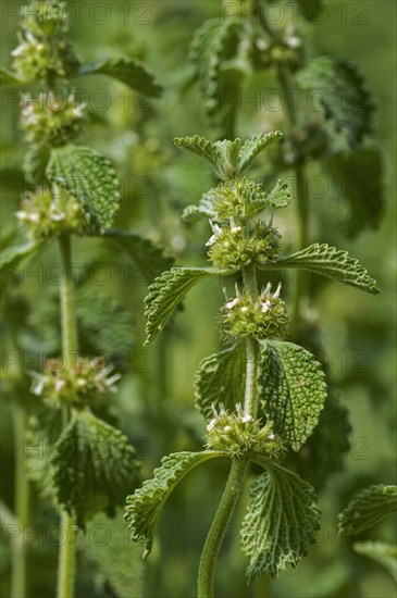 White horehound