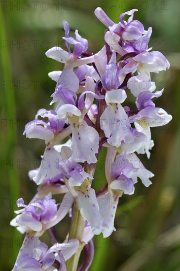 Early purple orchid