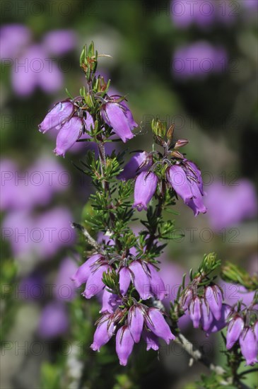 Bell heather