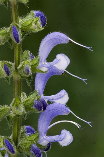 Meadow clary