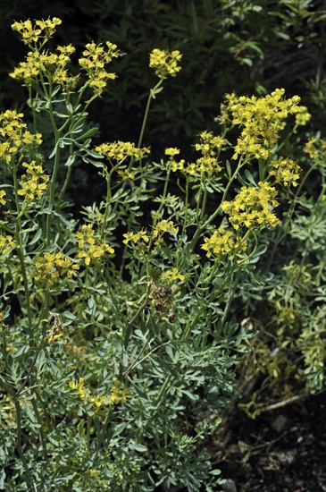 Common rue