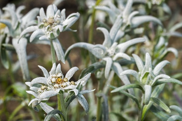 Edelweiss