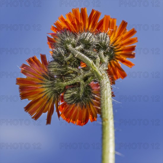 Fox-and-cubs