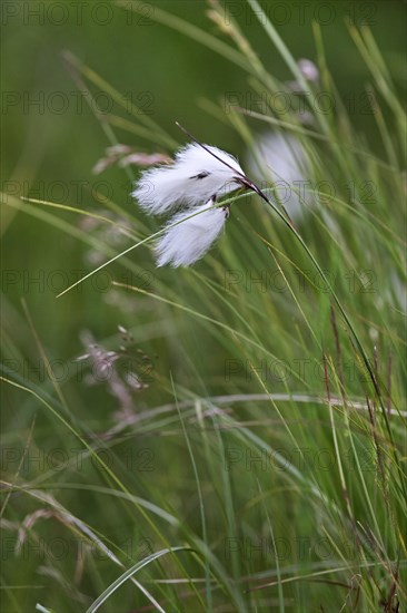 Common cottongrass