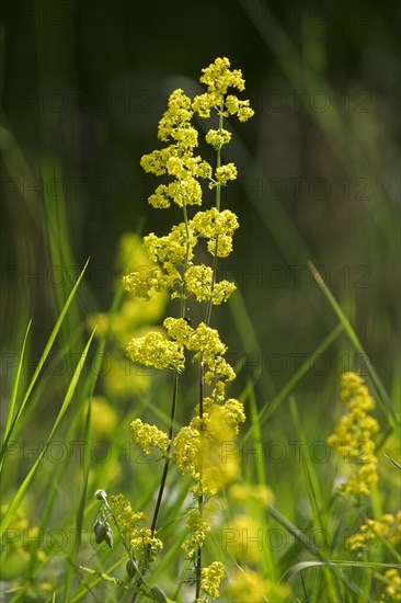 Lady's Bedstraw