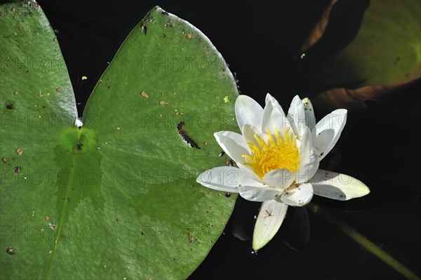 European white waterlily