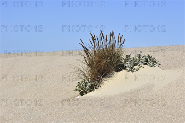 European marram grass