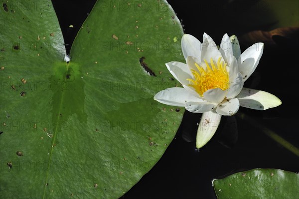 European white water lily