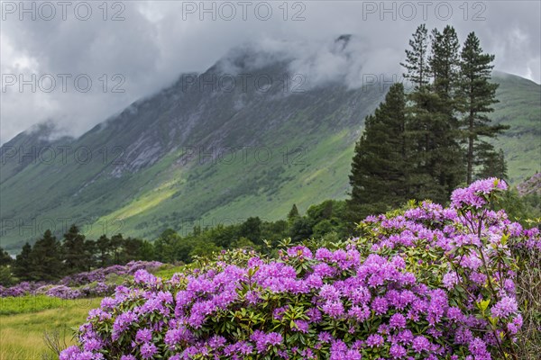 Common rhododendron