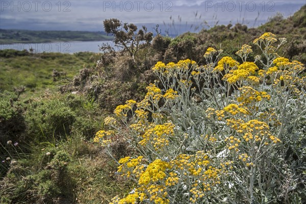 Silver ragwort