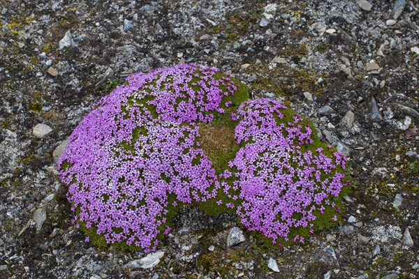 Moss campion