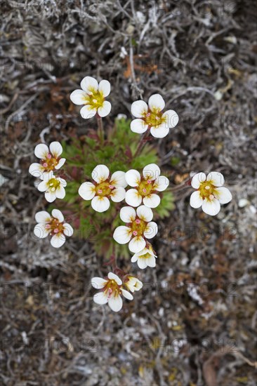 Tufted alpine saxifrage