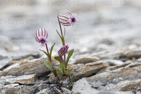 Polar campion