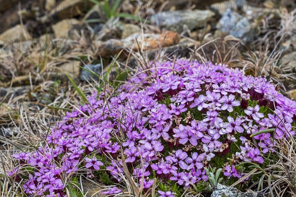 Moss campion