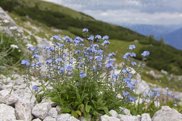 Alpine forget-me-not