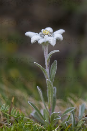 Edelweiss