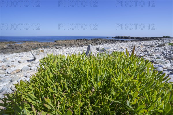 Rock samphire