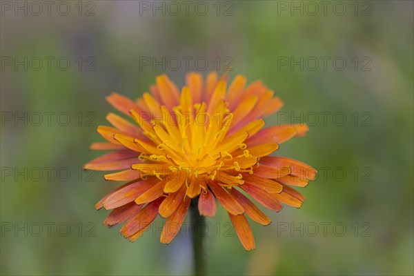 Close up of orange hawkweed