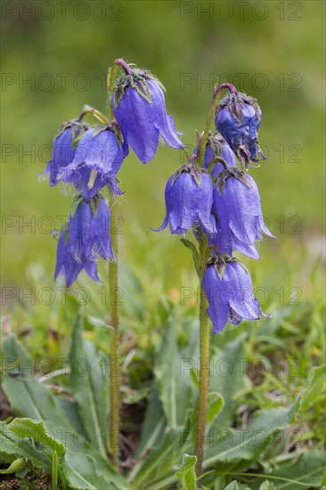 Bearded bellflower