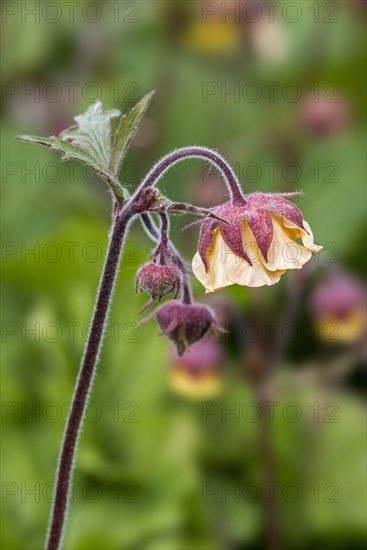 Scarlet avens