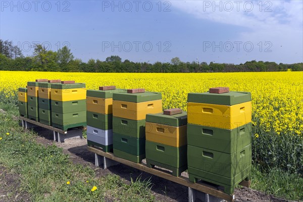 Swarm of Western honey bees