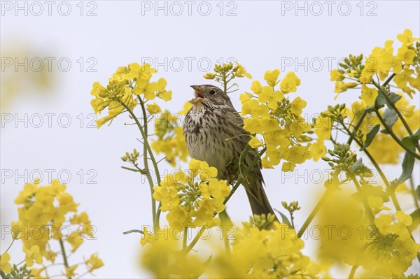 Corn bunting