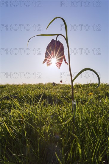 Snake's head fritillary