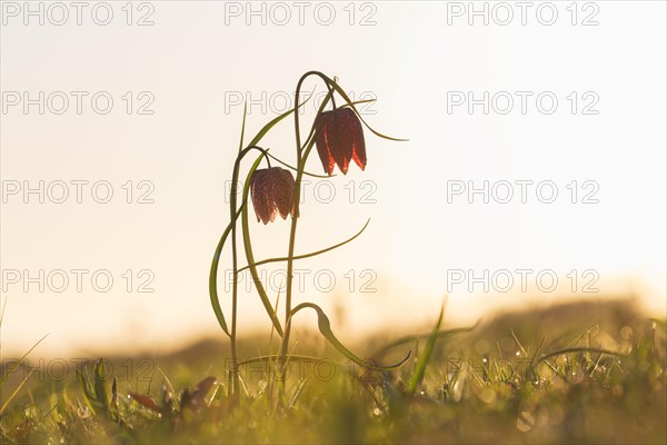 Snake's head fritillary