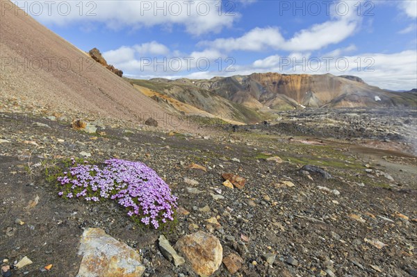 Moss campion