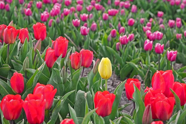 Single yellow tulip among red and pink tulips in Dutch tulip field in spring near Alkmaar