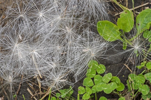 Fallen seeds on the ground from spear thistle