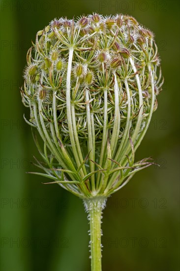 Wild carrot