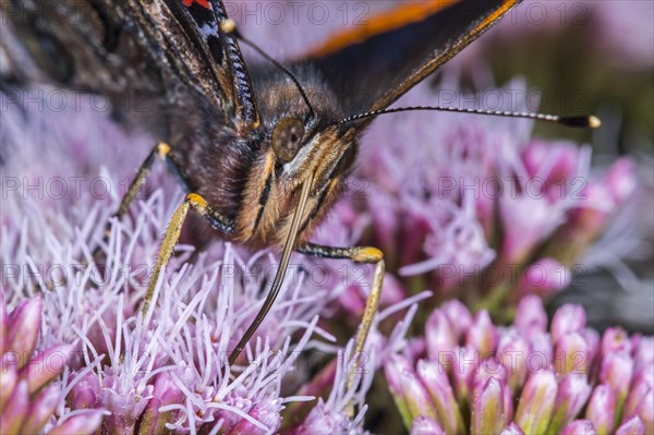 Red admiral