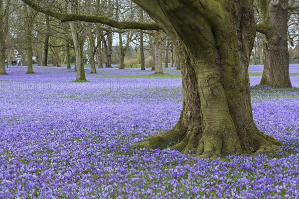 Purple carpet of blooming crocuses