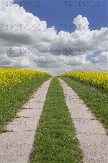 Farmland with dirt road