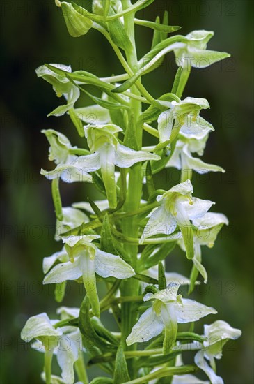 Greater butterfly-orchid