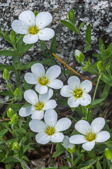 Mountain sandwort