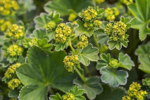 Lady's Mantle