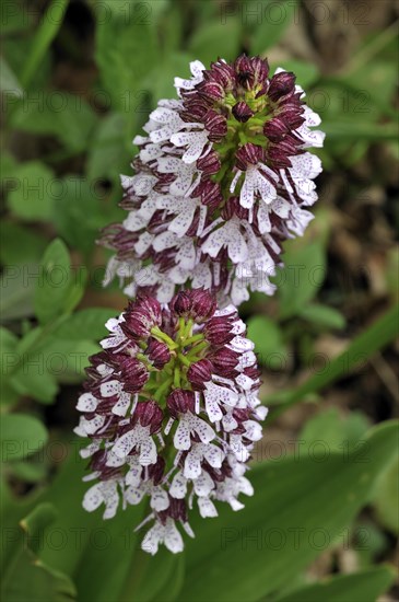 Lady orchid