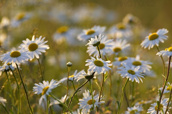 Oxeye daisy