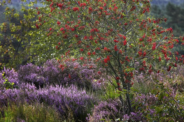 Heather flowering in heathland and rowan at the Hoge Kempen National Park